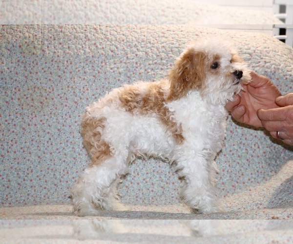 Medium Photo #14 Goldendoodle (Miniature) Puppy For Sale in DYERSBURG, TN, USA