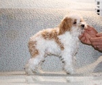Small #13 Goldendoodle (Miniature)