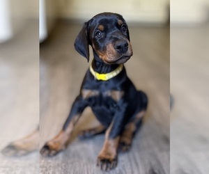 Doberman Pinscher Puppy for sale in NEWTON, NC, USA
