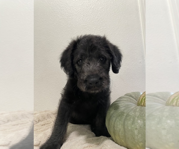 Medium Photo #3 Labradoodle Puppy For Sale in NORTH HIGHLANDS, CA, USA