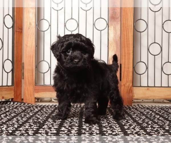 Medium Photo #4 Shih-Poo Puppy For Sale in NAPLES, FL, USA