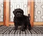 Small #3 Shih-Poo