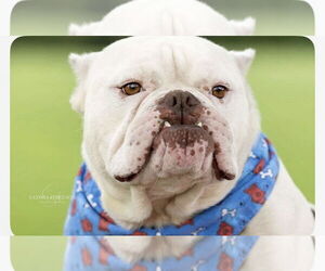 Bulldog Dogs for adoption in Princeton, MN, USA