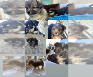 Maltese-Unknown Mix Puppy for sale in SAN JOSE, CA, USA
