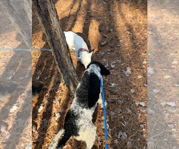 Medium Photo #5 American Pit Bull Terrier-Unknown Mix Puppy For Sale in York, SC, USA