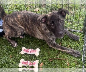 German Shepherd Dog-Unknown Mix Dogs for adoption in Royal Palm Beach, FL, USA