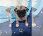 Puppy Puppy 1 Junior Pug