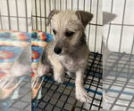 Small #1 Shih Tzu Mix