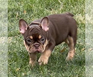 Medium French Bulldog