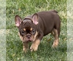 Puppy Snickers French Bulldog