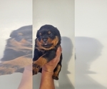Small Photo #12 Rottweiler Puppy For Sale in SAN BERNARDINO, CA, USA