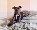 Small American Pit Bull Terrier-Labrador Retriever Mix