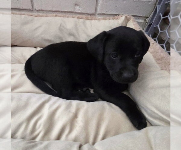 Medium Photo #6 Labrador Retriever-Unknown Mix Puppy For Sale in Wakefield, RI, USA