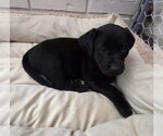 Small #5 Labrador Retriever Mix