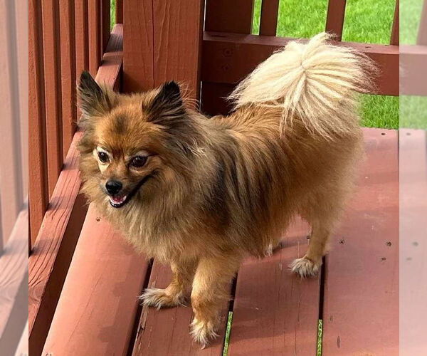 Medium Photo #7 Pomeranian Puppy For Sale in Lebanon, PA, USA