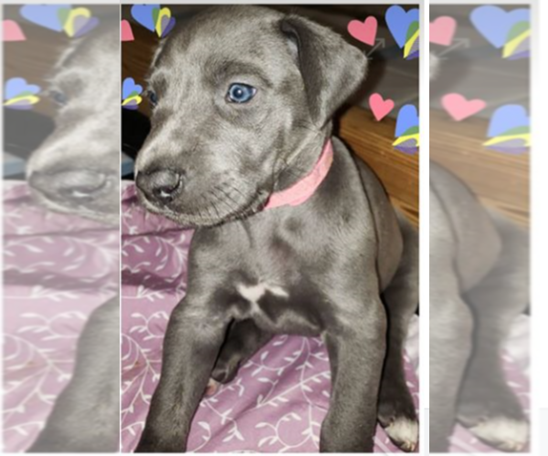 Medium Photo #10 Great Dane Puppy For Sale in INDEPENDENCE, MO, USA