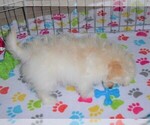 Small #6 Pomeranian-Poodle (Toy) Mix