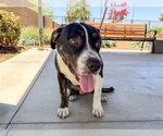 Small #1 Mastiff Mix