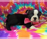 Small Photo #4 Boston Terrier Puppy For Sale in LANCASTER, PA, USA