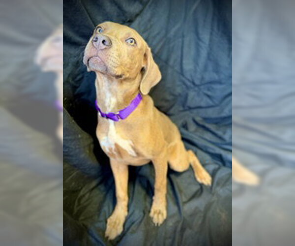 Medium Photo #1 Black Mouth Cur-Catahoula Leopard Dog Mix Puppy For Sale in Pleasanton, TX, USA