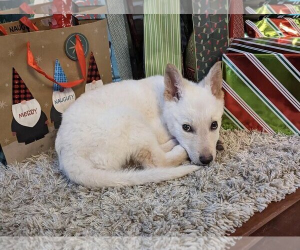 Medium Photo #14 Unknown-white german shepherd Mix Puppy For Sale in Dana Point, CA, USA
