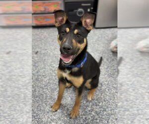 Mutt Dogs for adoption in Bemidji, MN, USA