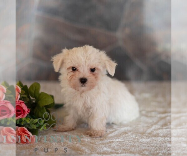 Medium Photo #4 Maltese Puppy For Sale in MILL HALL, PA, USA