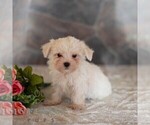 Small #3 Maltese