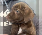 Small #2 Labrador Retriever Mix