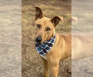 Carolina Dog-Labrador Retriever Mix Dogs for adoption in Phoenix, AZ, USA