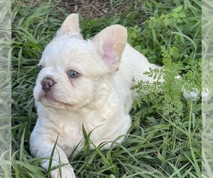 French Bulldog Puppy for Sale in LAKE WALES, Florida USA