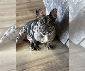 French Bulldog-Unknown Mix Dogs for adoption in Valrico, FL, USA