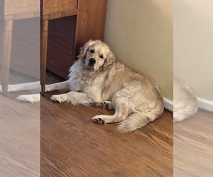 Father of the Golden Retriever puppies born on 05/09/2026