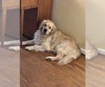 Small Photo #1 Golden Retriever Puppy For Sale in LYNCHBURG, VA, USA