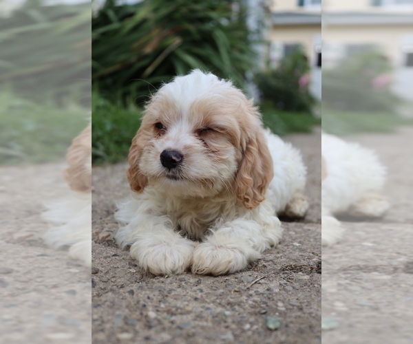 Medium Photo #5 Cavapoo Puppy For Sale in WEST SALEM, OH, USA