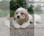 Small #4 Cavapoo
