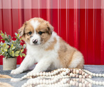 Small Photo #13 Australian Shepherd Puppy For Sale in GREENFIELD, OH, USA