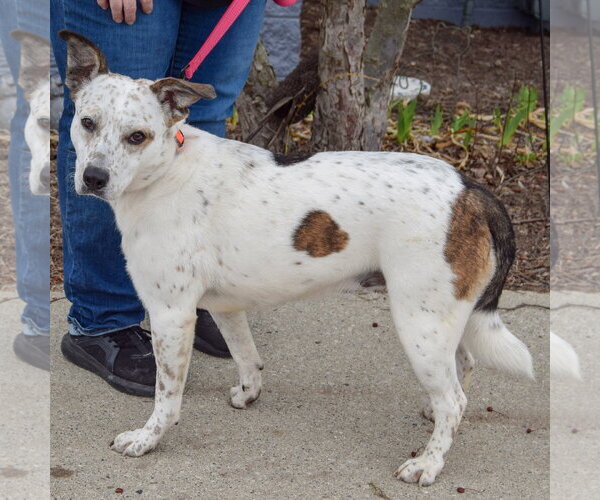 Medium Photo #2 Pointer-Red Heeler Mix Puppy For Sale in Huntley, IL, USA