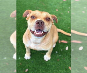 Bulldog-Unknown Mix Dogs for adoption in Elmsford, NY, USA