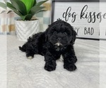 Small #2 Cavapoo (Miniature)