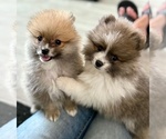 Small #8 Pomeranian