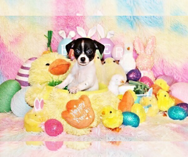 Medium Photo #6 Chihuahua Puppy For Sale in CHARLESTON, AR, USA