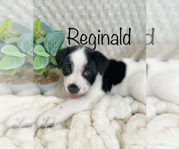 Medium Photo #5 Australian Shepherd-Unknown Mix Puppy For Sale in Hillsboro, MO, USA