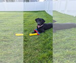Small Photo #2 Labrador Retriever Puppy For Sale in MIDWAY, UT, USA