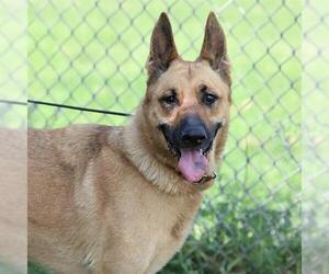 German Shepherd Dog Dogs for adoption in Modesto, CA, USA