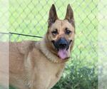 Small German Shepherd Dog