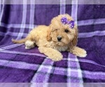 Small #6 Cavapoo (Miniature)