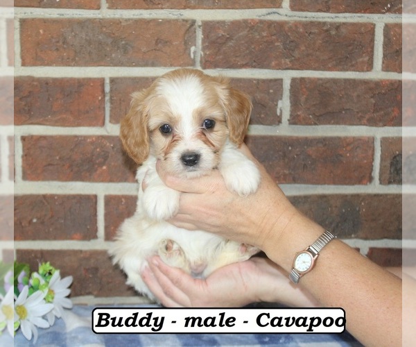 Medium Photo #1 Cavapoo (Miniature) Puppy For Sale in CLARKRANGE, TN, USA