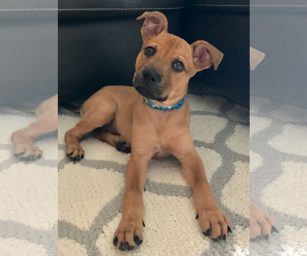 Medium Photo #7 Black Mouth Cur-Boxer Mix Puppy For Sale in Valrico, FL, USA
