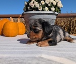 Small #7 Dachshund